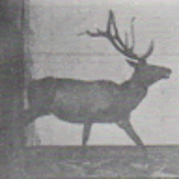 Profile Picture of Allison Michas (@otter315) on Poshmark