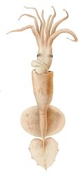 Profile Picture of Grimalditeuthison Wikipedia
