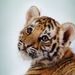 Profile Picture of Loretta Lawrence (@lorettal1) on Pinterest