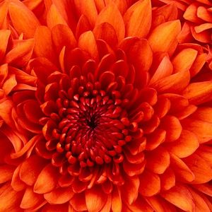 Profile Picture of Pradeep Reddy (@pradeep.adireddy) on Myspace