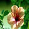 Profile Picture of Krishna Kumar Mishra (@Krishna Kumar Mishra of Manhan) on Flickr