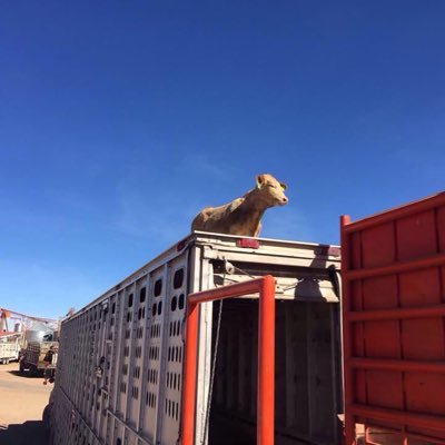 Profile Picture of John K Hudgens (@elchaparral1jds) on Twitter