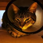 Profile Picture of Laura Lantos (@lararethien) on Instagram