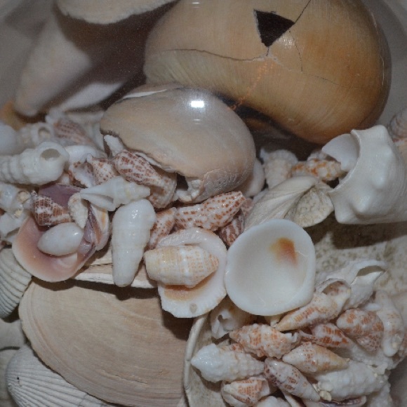 Profile Picture of Lindsay Beardmore (@lindsbeard) on Poshmark