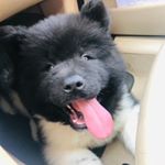 Profile Picture of Thor (@thorakitaamericano) on Instagram