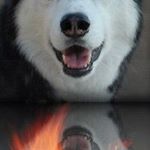 Profile Picture of Александр Запорожский (@alexander.nicolaevich62) on Instagram