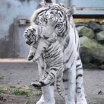 Profile Picture of Daniel Kanayochukwu (@danielkanayochukwu) on Instagram