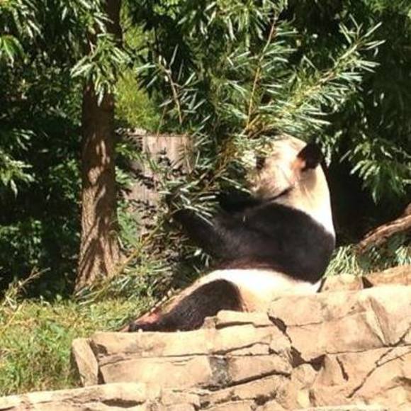 Profile Picture of Nancy Lewandowski (@nancylewandowsk) on Poshmark