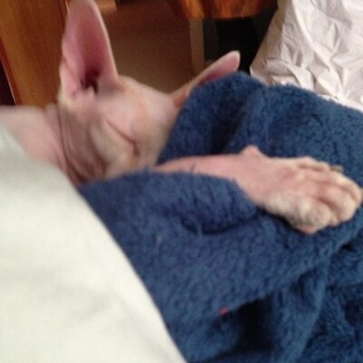 Profile Picture of Brian Potvin (@hockeybro44) on Twitter