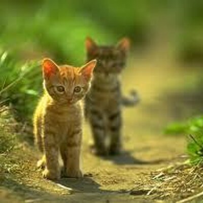 Profile Picture of Nancy Ovando (@tigresa63) on Twitter