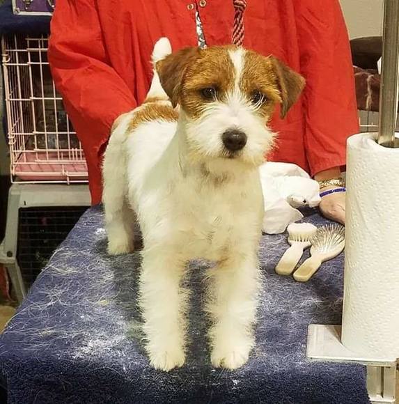 Profile Picture of Beth Snedegar (@bethsnedegar) on Poshmark