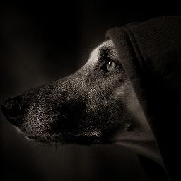 Profile Picture of Gerald L. Silva (@flanders_roy) on Twitter