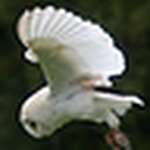 Profile Picture of Muthill (@muthill) on Flickr