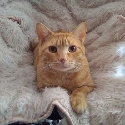 Profile Picture of Nathan Melancon (@NathanMelancon2) on Twitter