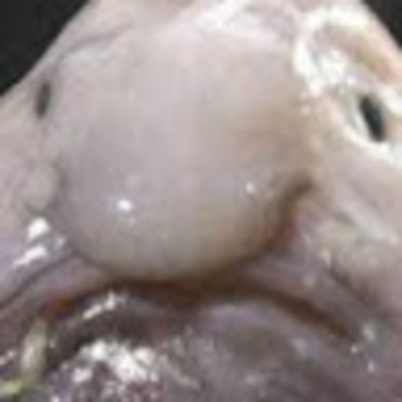 Profile Picture of Lucinda Bisson (@8114170) on Poshmark