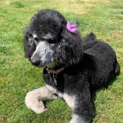 Profile Picture of Kim Stout (@KimStout14) on Twitter