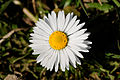 Profile Picture of Bellis - Wikipediaon Wikipedia