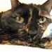 Profile Picture of CocoPuff Britt (@Coco-Puff-Britt) on Facebook