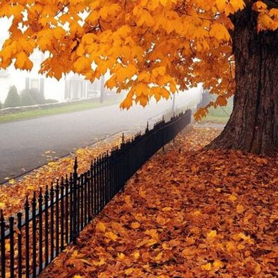 Profile Picture of Amanda Toone (@AmandaToone) on Twitter