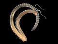 Profile Picture of Scolelepis squamataon Wikipedia