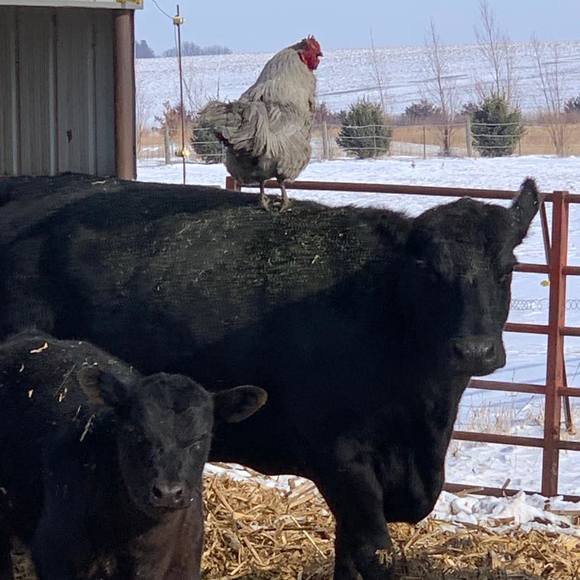 Bonnie Heikens - Poshmark Profile Picture of Bonnie Heikens (@bonnieheikens) on Poshmark