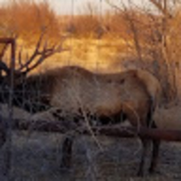 Profile Picture of George Rivera (@grbuck32) on Poshmark