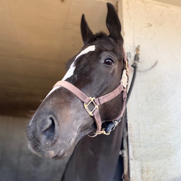 Profile Picture of Rachel Slevinsky (@rslevinsky) on Poshmark