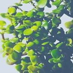 Profile Picture of Luke Doyle (@nor_mal_things) on Instagram