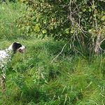 Profile Picture of David Bellotto (@rochien) on Flickr