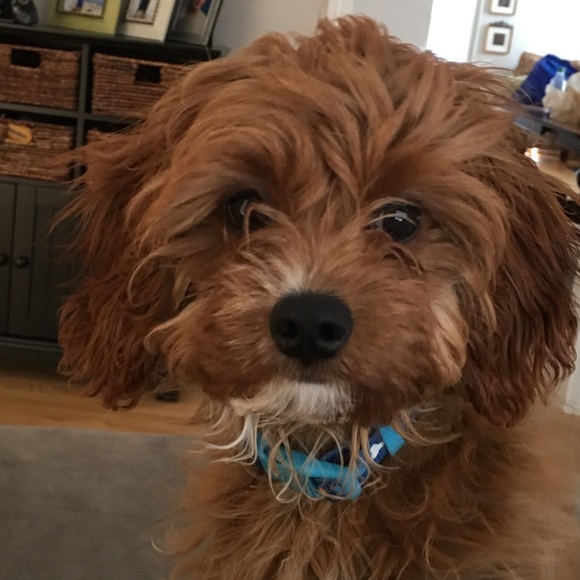 Profile Picture of Ruth ann Dailey (@rad328) on Poshmark