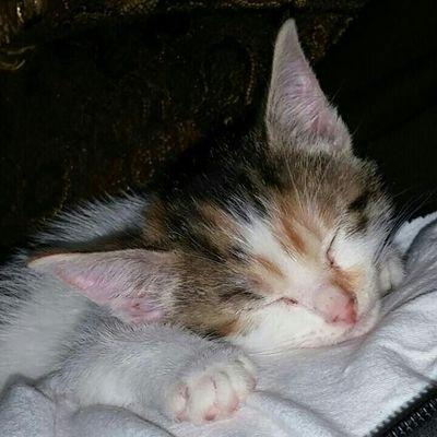 Profile Picture of Alicia (Cysco) Ladd (@@iamsoawesome35) on Twitter