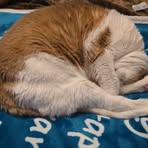 Profile Picture of Geri Scannapieco (@Geri-Scannapieco) on Facebook