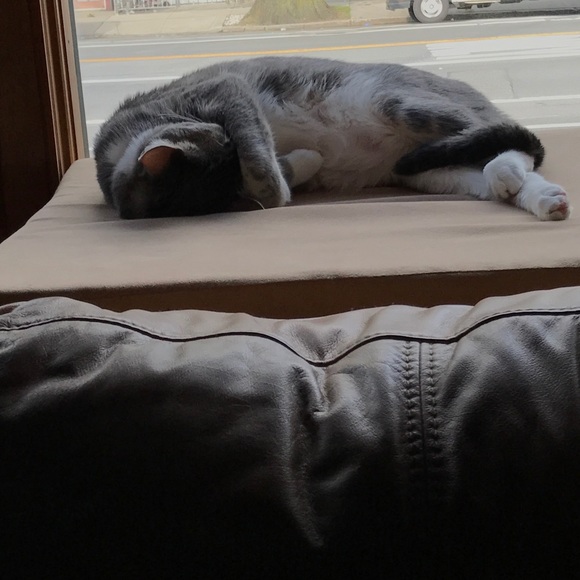 Profile Picture of Lauren Lopilato (@lauren_lop) on Poshmark