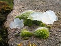 Profile Picture of Star jellyon Wikipedia