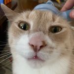 Profile Picture of Joe Bonnell (@joe_bonnell) on Instagram