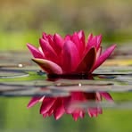 Profile Picture of Azizun Nahar Chowdhury (@azizunnaharchowdhury.doly.7) on Facebook