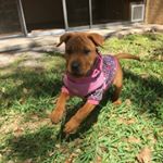 Profile Picture of Sage the Shar Pei (@sagethesharpei) on Instagram