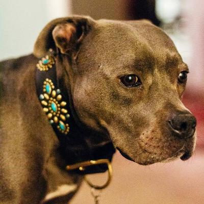 Profile Picture of Lucy Hinz-Egan (@BringLucyHome) on Twitter
