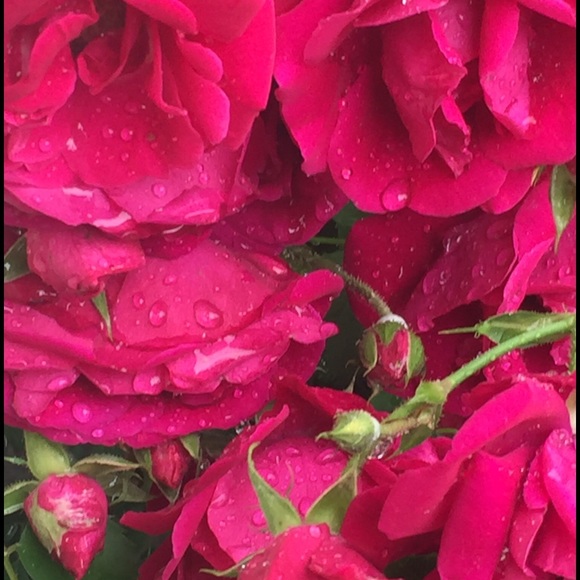 Profile Picture of Alyssia Vison (@alyssiavison) on Poshmark