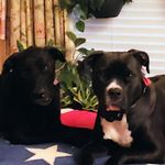 Profile Picture of Paula Craig (@pcraig1334) on Instagram