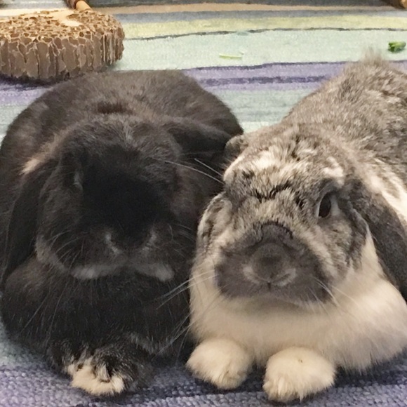 Bunny Bun - Poshmark Profile Picture of Bunny Bun (@ultrapotato) on Poshmark