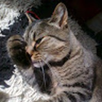 Profile Picture of Tracy Holly (@tracy-holly-4) on Quora