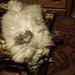 Profile Picture of Jacquelyn (@jacquelynstipek) on Pinterest