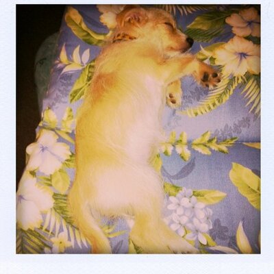 Profile Picture of Tallulah James Sipes (@TallulahJSipes) on Twitter