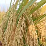 Profile Picture of Alice Hague (@alice.hague.33) on Facebook