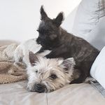 Profile Picture of Kogle and Buddy (@kogle_and_buddy_the_cairns) on Instagram