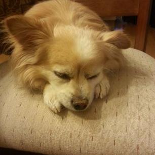 Profile Picture of Josh Yee (@jos1190) on Twitter