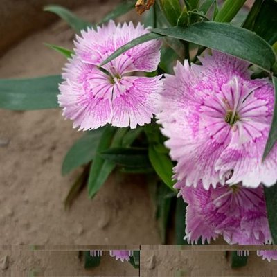 Profile Picture of Manpreet Sahota (@Manpree63140217) on Twitter