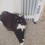 Profile Picture of Bloodstainedwings (@katherinemarchione) on Instagram