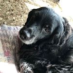 Profile Picture of 𝙆𝙞𝙧𝙖 🐾 (@kira_alex_luna) on Instagram